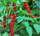 Pimenta-de-caiena